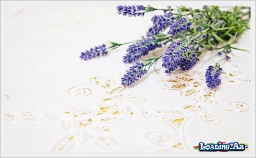 Lavandanın bilinməyən faydası