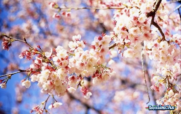 Sabah hava belə olacaq - Sun.Az