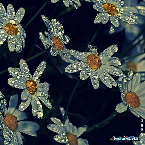 Həyat və ölüm - Sun.Az