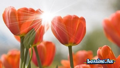 Nazirlikdən xəbərdarlıq: Mart ayında belə isti... - Sun.Az