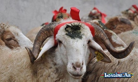 Qurban bayramında neçə gün iş olmayacaq? - Sun.Az