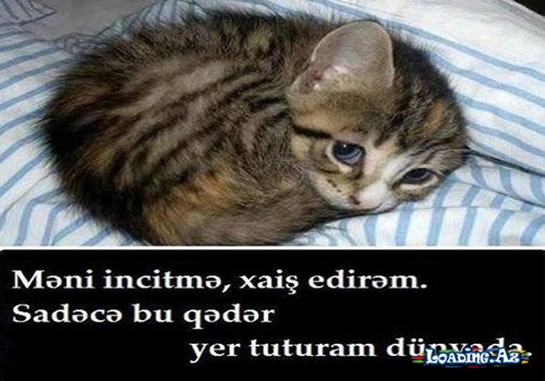 Hər bir canlıya edilən yaxşılıq savabdır