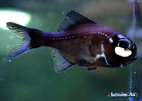 Əl fənəri balığı (The flashlight fish) - Sun.Az