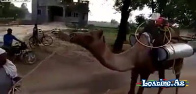 Beləsi olmamışdı! Dəvəylə dezinfeksiya