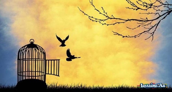 İradə nədir və necə istifadə edilməli? - Sun.Az