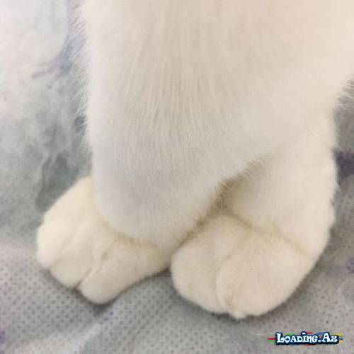 🐾Bəyaz Möcüzələr🐾