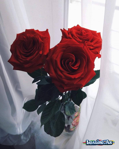QIRMlZI GüL🌹 - Sun.Az