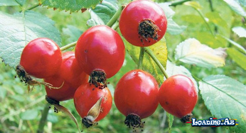 İtburnunu sevmək üçün 25 səbəb