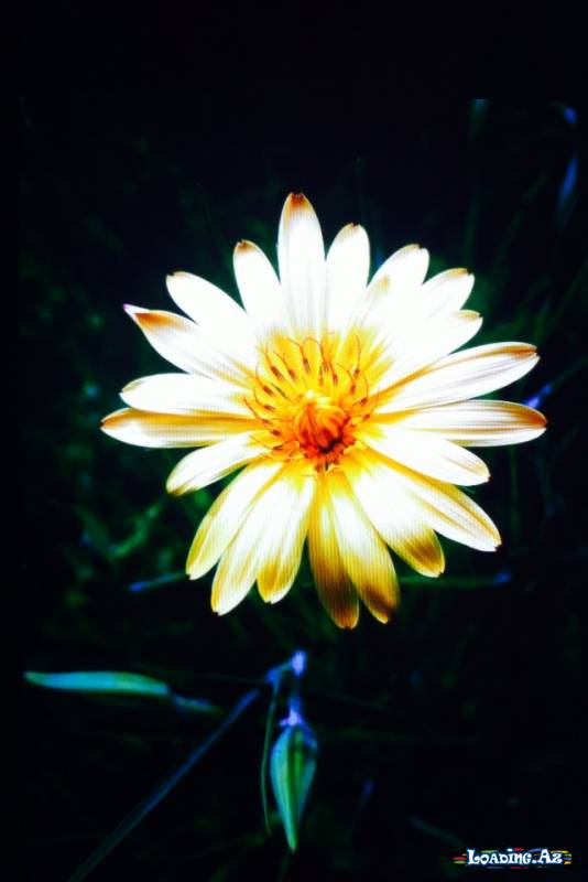 Xamliyon_Gözel'ə özəl - Sun.Az