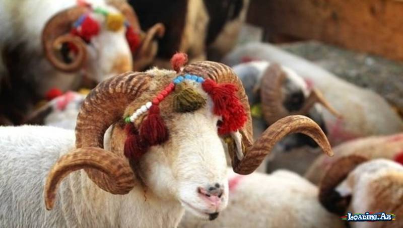 Qurban bayramı💜🕊