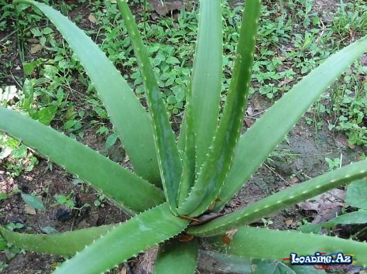 Əzvay(aloe) yarpağını üzünüzə sürtün, nəticəyə inanmayacaqsınız - Sun.Az
