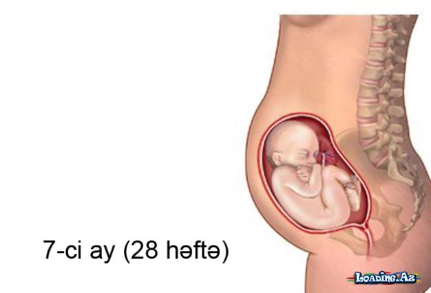 Hamiləliyin 7-ci ayında (25-28-ci həftələr) nə baş verir? - Sun.Az