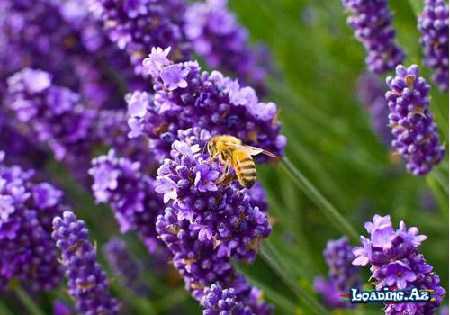 Lavanda bitkisinin faydaları
