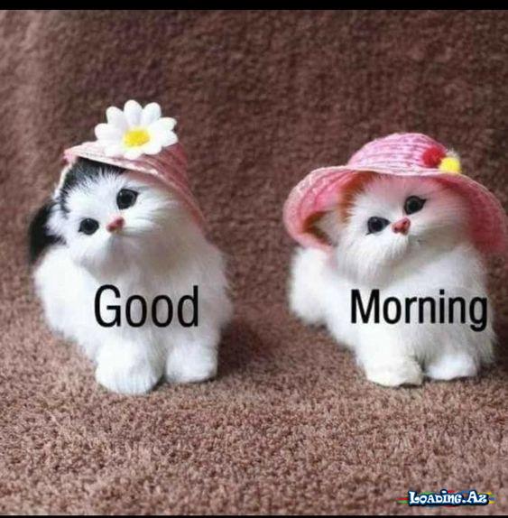 (-‿◦☀) Ｇｏｏｄ Ｍｏｒｎｉｎｇ (-‿◦☀) (3)
