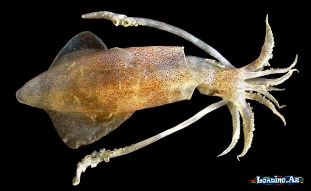 Molyusklar