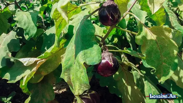 Badımcan qabığından məcun