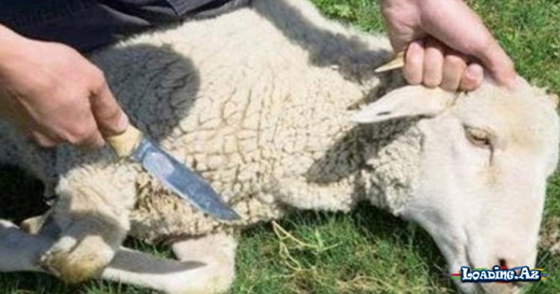 Qurban bayramı haqda nələri bilməliyik?