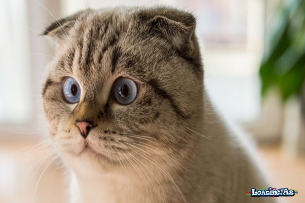 Scottish Fold pişiklərini sosiallaşdırmaq: Adaptasiya üçün əsas məsləhətlər