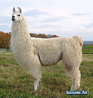 Lama dəvənin qohumudur