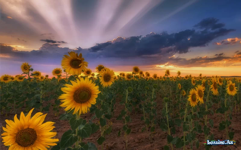 Kaş ki bir gün yaza biləydim öz həqiqi tarixçəmi - Sun.Az