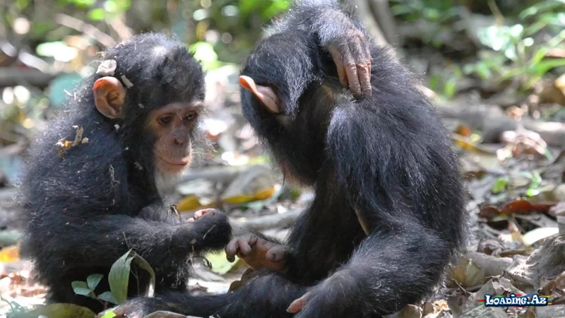 Gülməyi və rəhm etməyi bacarırlar: Unikal bonobo şimpazeləri haqqında nə məlumdur? - Sun.Az