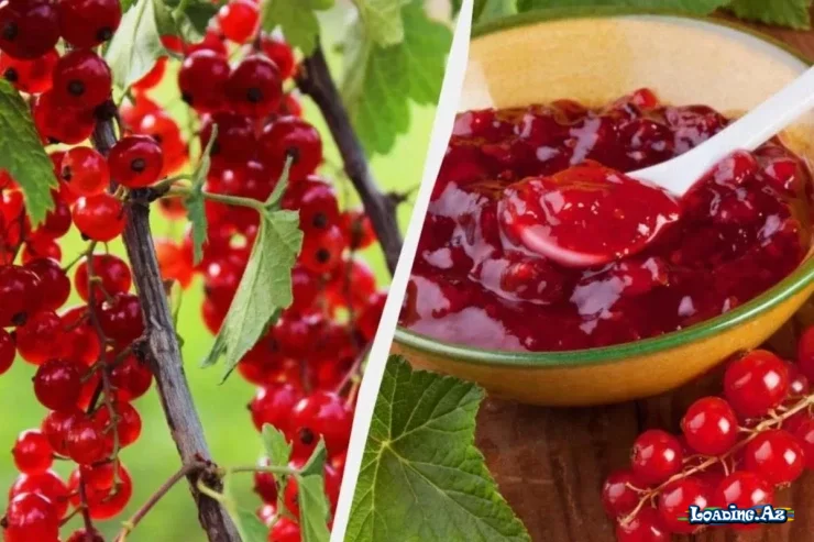 Qırmızı qarağatdan mürəbbə sirləri: RESEPT - Sun.Az