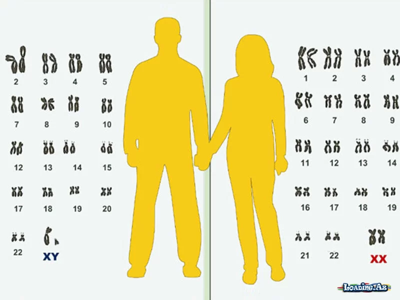 Qohum evliliyinin qadağan edilməsinin üstünlükləri - Sun.Az