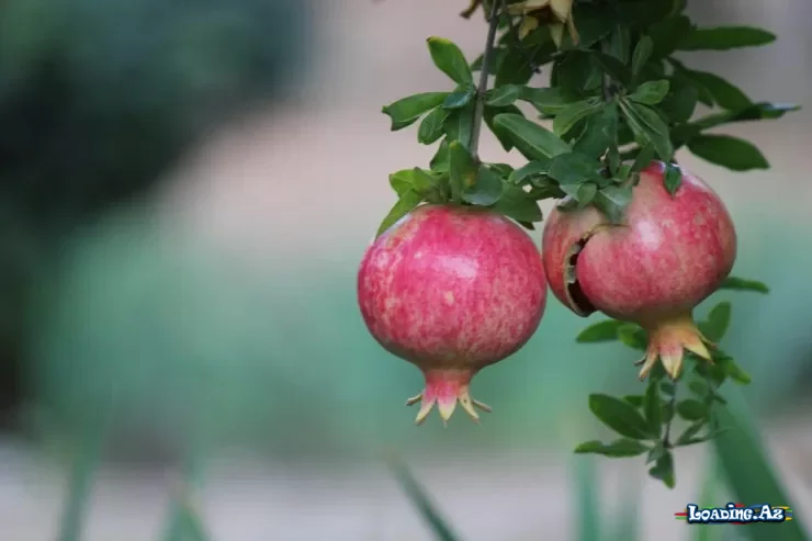 Evdə nar yetişdirməyin qaydaları - Sun.Az