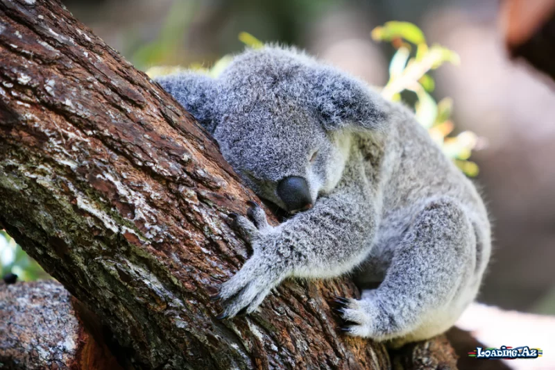 Koalalardan həyat dərsi: Olmursa, məcbur etmə, yat - Sun.Az