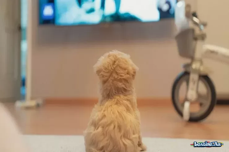 İtlər üçün televiziya getdikcə populyarlaşır - bu videolar həqiqətən faydalıdırmı? - Sun.Az