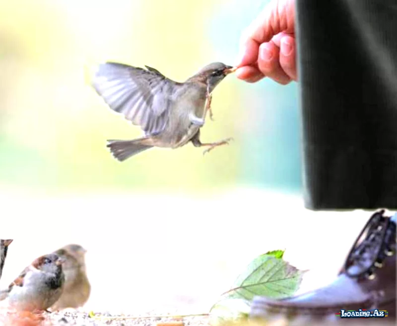 İslamda səxavət: Cənnətə aparan bir fəzilətdir...