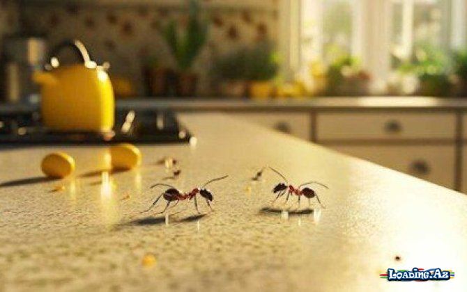 Qarışqaları evdən uzaqlaşdıran 3 sadə vasitə - Sun.Az