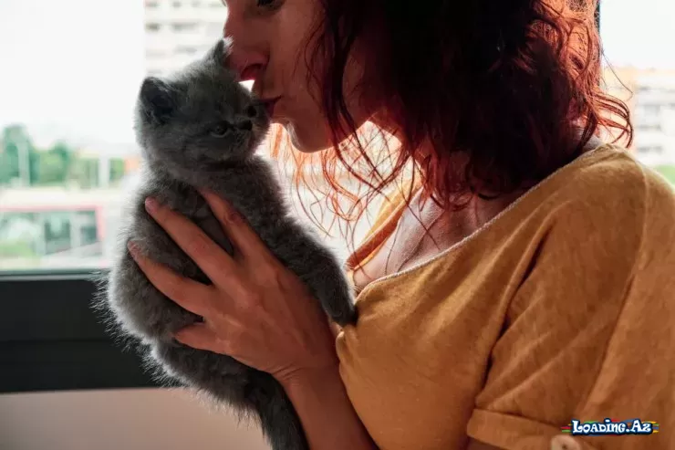 Pişiklər sahiblərini itlər qədər sevirmi? - Sun.Az